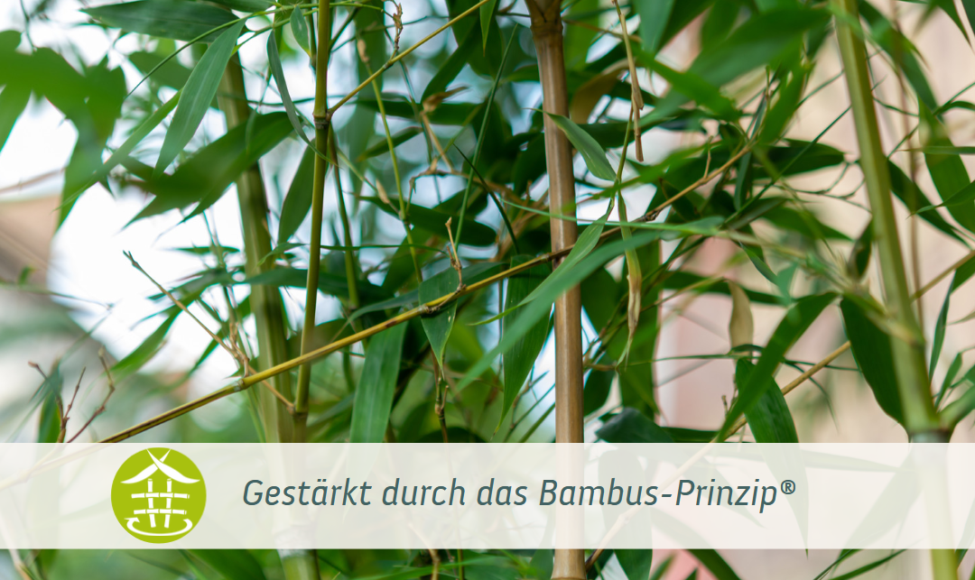 Webinar-Tipp | Mit dem Bambus-Prinzip® gestärkt durch die Krise