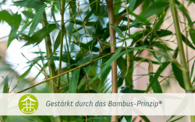 Webinar-Tipp | Mit dem Bambus-Prinzip® gestärkt durch die Krise